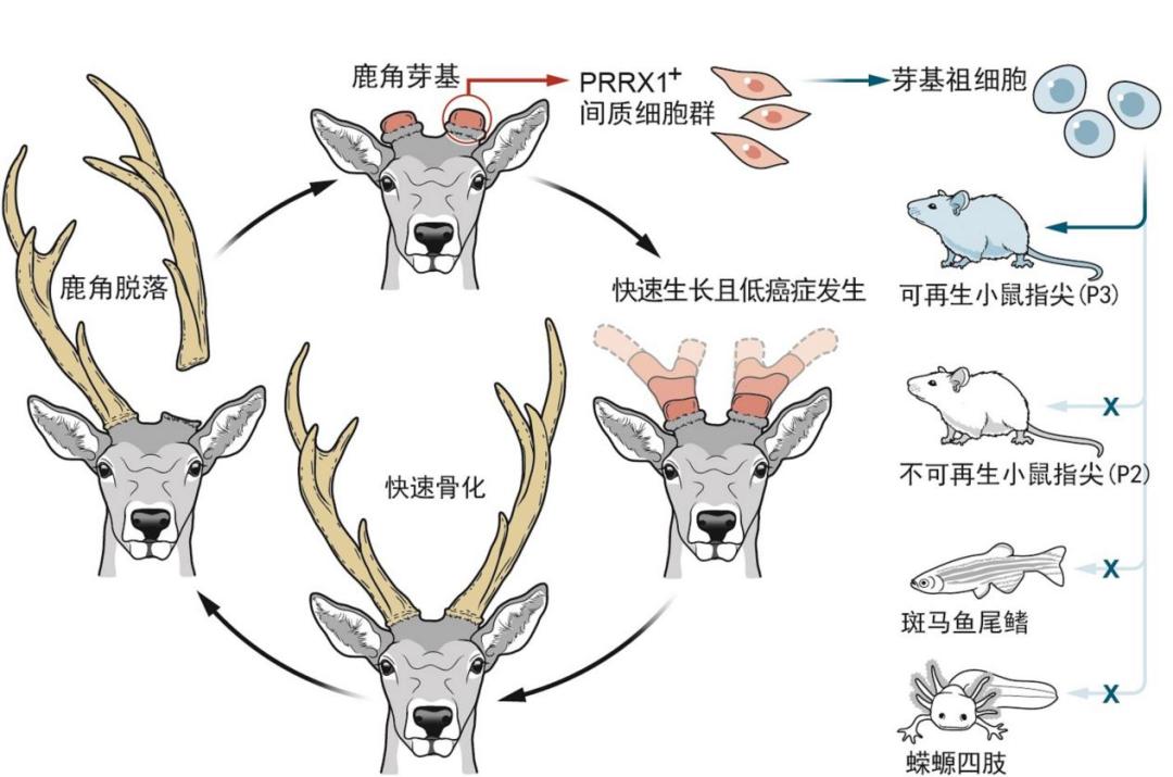 西工大秦涛,太棒了!_澎湃号·政务_澎湃新闻-the paper