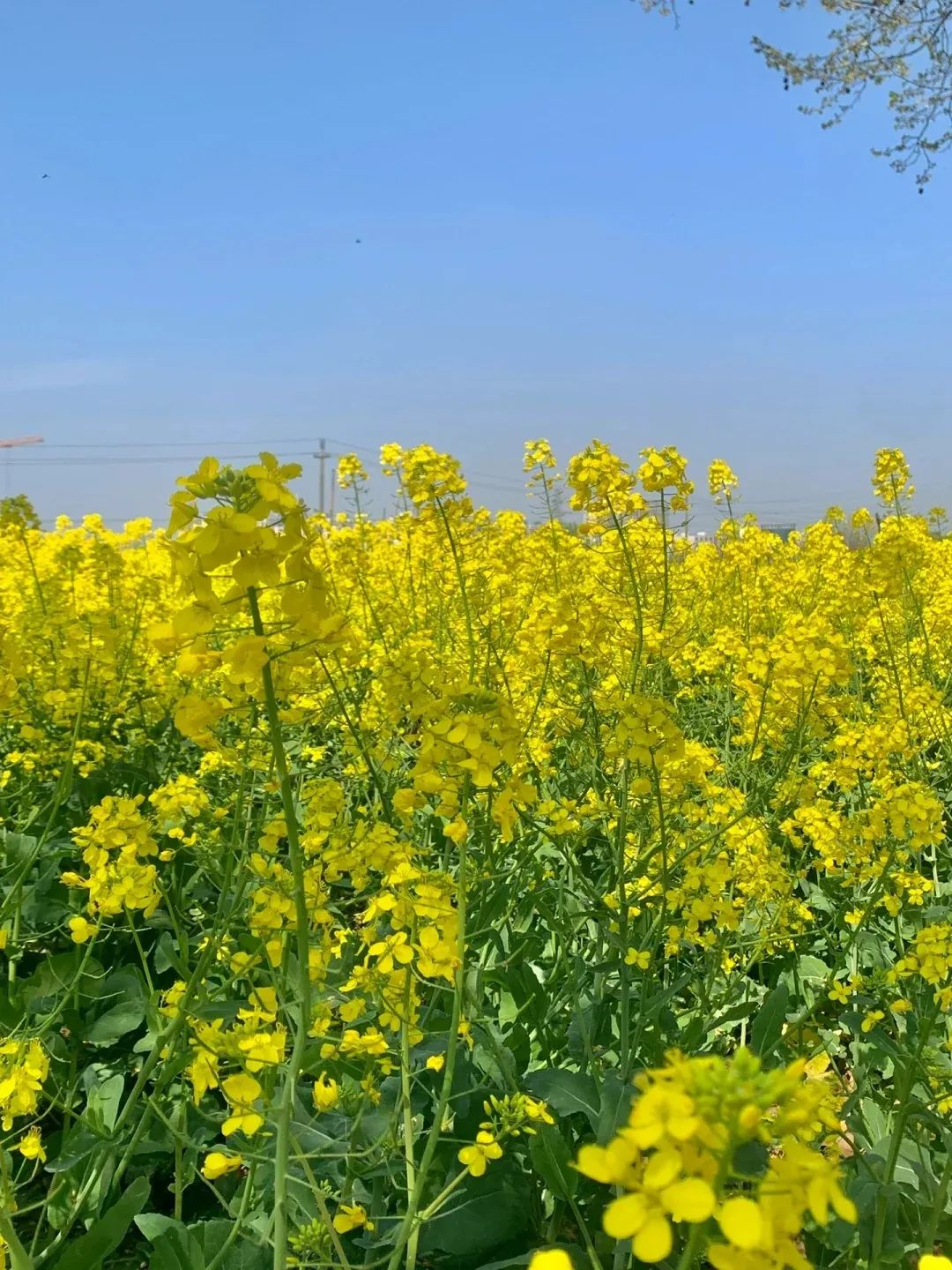 油菜图片真实花开图片