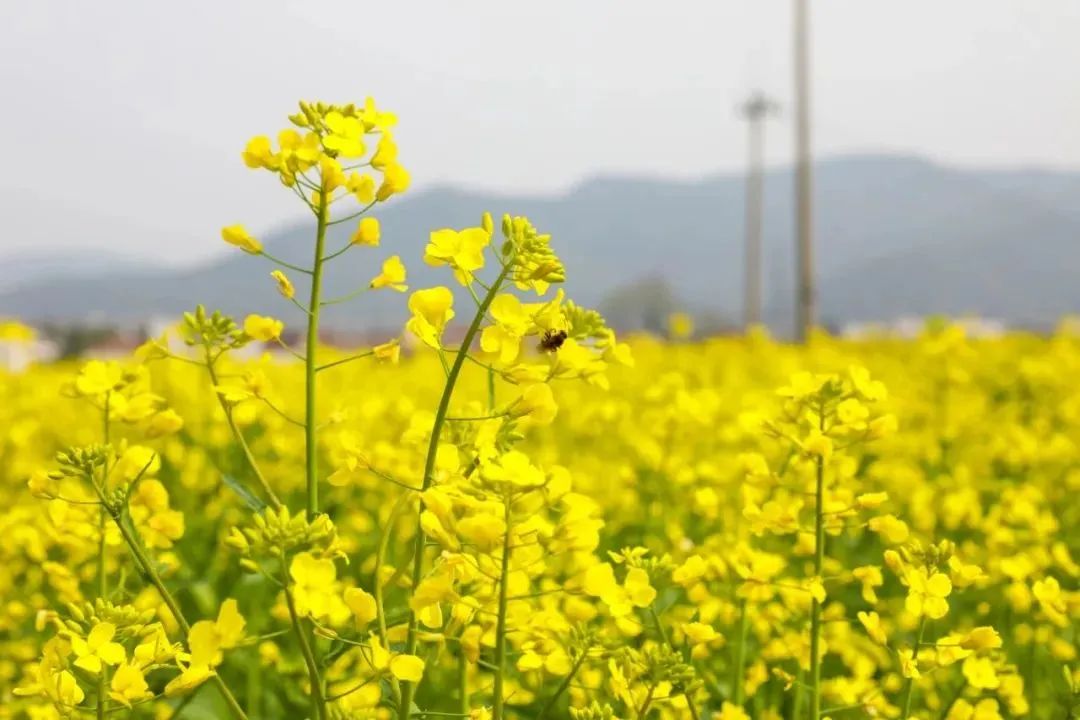 黄悠悠的油菜花图片