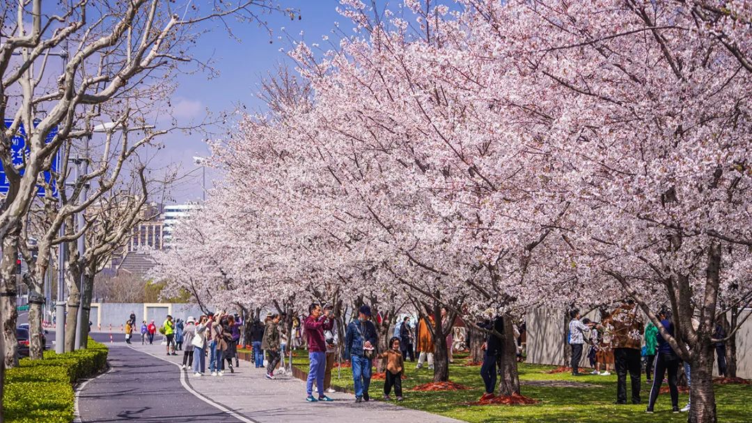 珠海樱花节2021图片