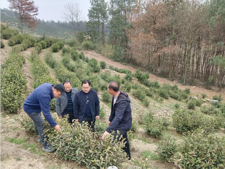 安徽旌德:倾心呵护新春第一杯春茶_澎湃号·媒体_澎湃新闻-the paper