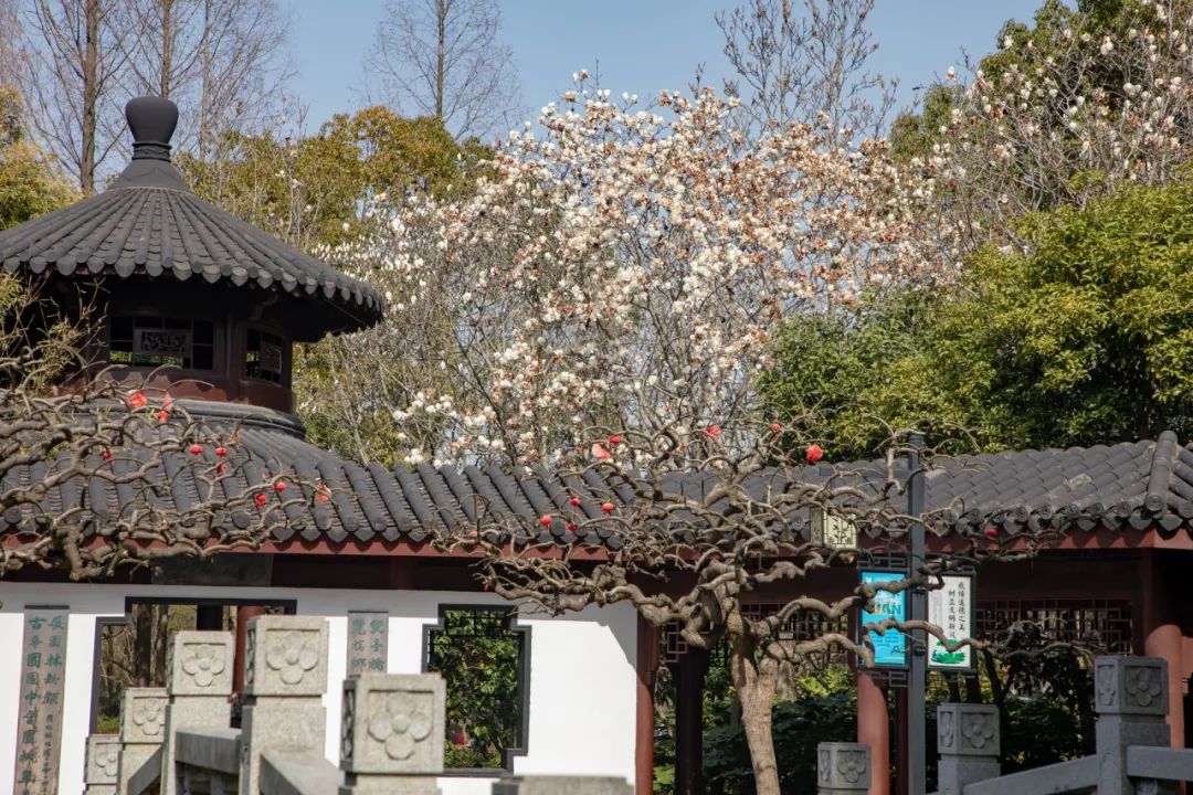 玉兰花开时，一起在南桥感受春日浪漫！_澎湃号·政务_澎湃新闻-The Paper