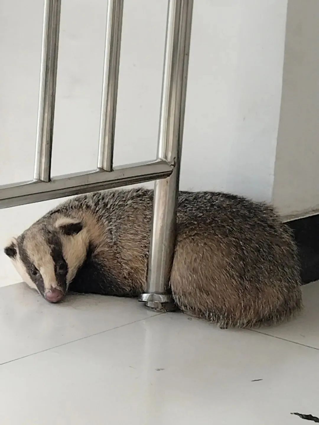 狗獾经辨认疑似是獾类动物四肢内侧黑棕色或淡棕色发现该动物体型肥壮