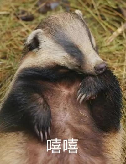 酒店里的"不速之客"_澎湃号·政务_澎湃新闻-the paper