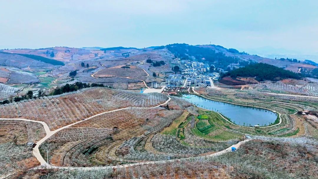 泸西羊格黑:三月梨花惹人醉【脱贫固效·乡村振兴 41>】_澎湃号·政务