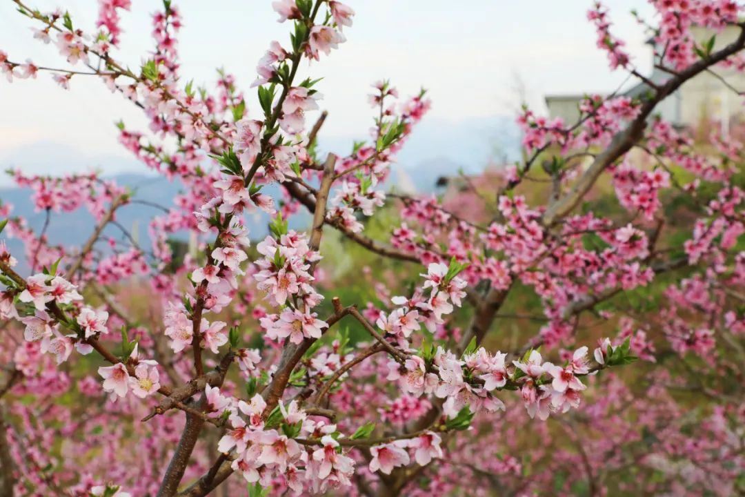 北碚康庄桃花图片