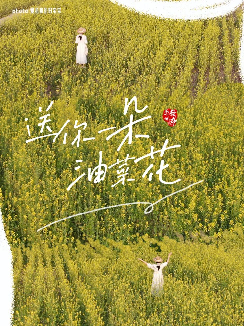 爱拍照的甘宝宝油菜花的花语是:你想要的以后都会有look/春日的祷一