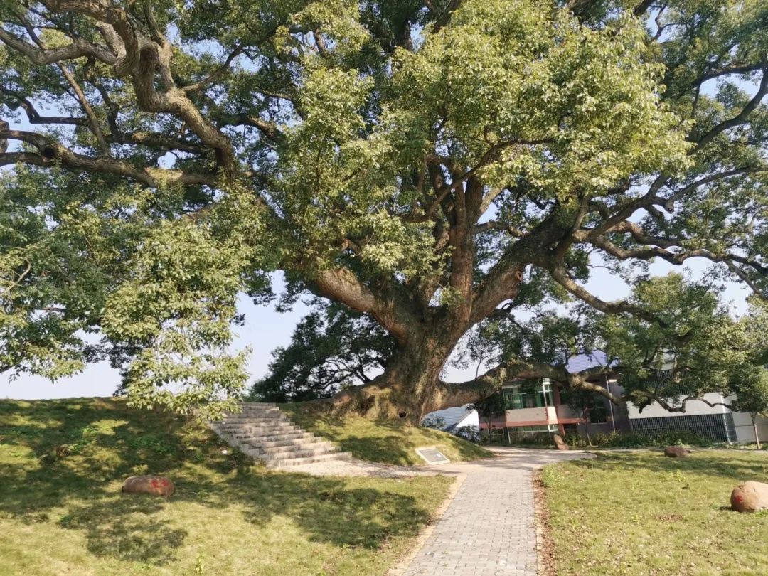 大数据公益诉讼新余这样守护古树名木