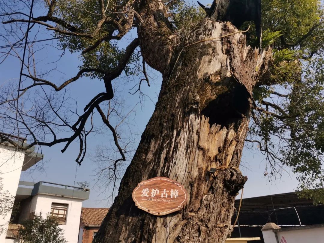 大数据公益诉讼新余这样守护古树名木