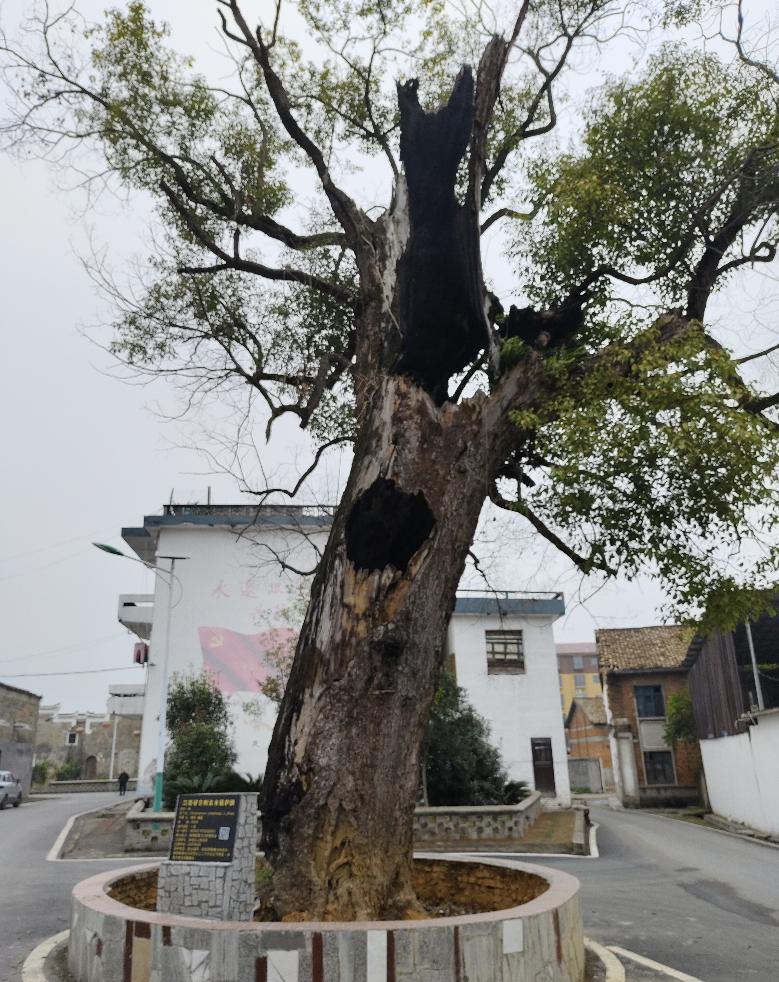 大数据公益诉讼新余这样守护古树名木