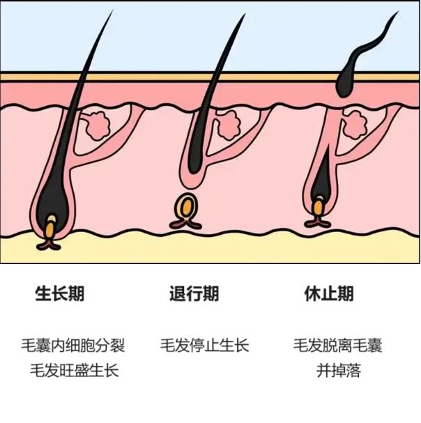 这份春日防脱发指南请查收_澎湃号·湃客_澎湃新闻-the paper