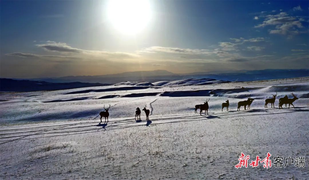 外眼看肃南肃南祁连山下鹿鸣呦呦