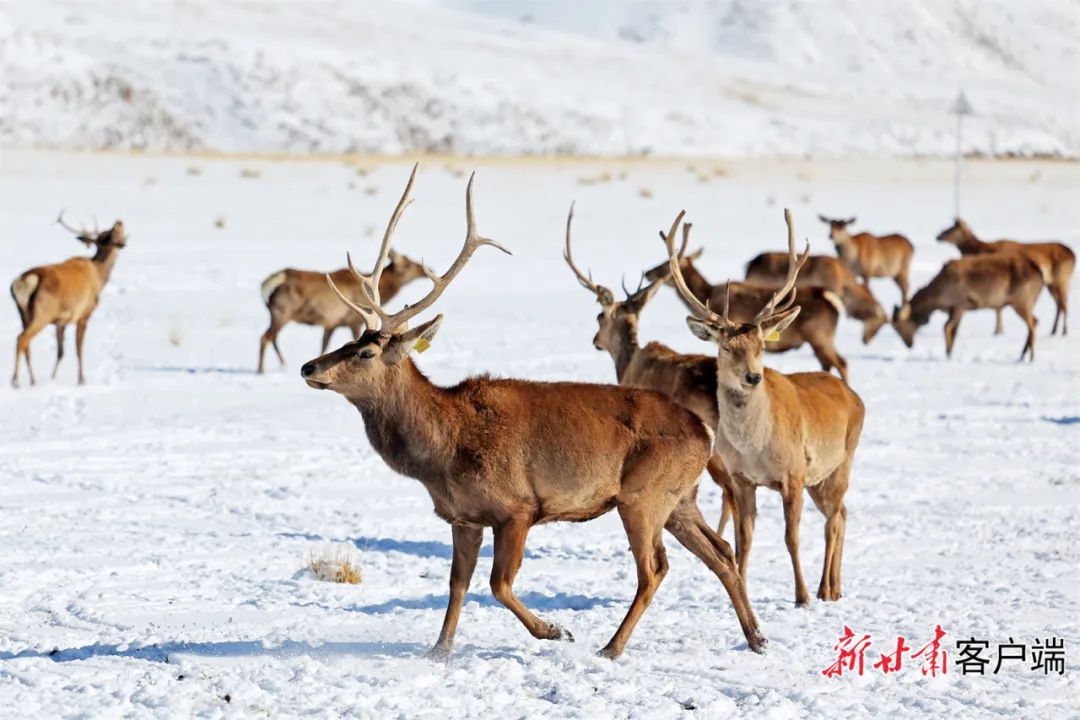 外眼看肃南肃南祁连山下鹿鸣呦呦
