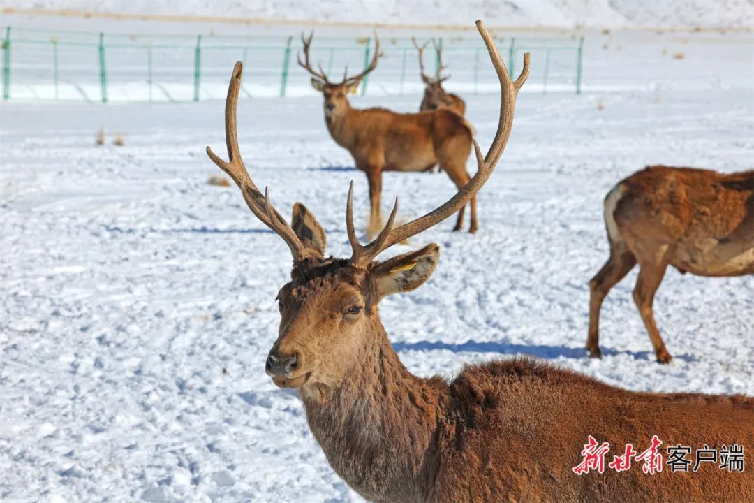 外眼看肃南肃南祁连山下鹿鸣呦呦