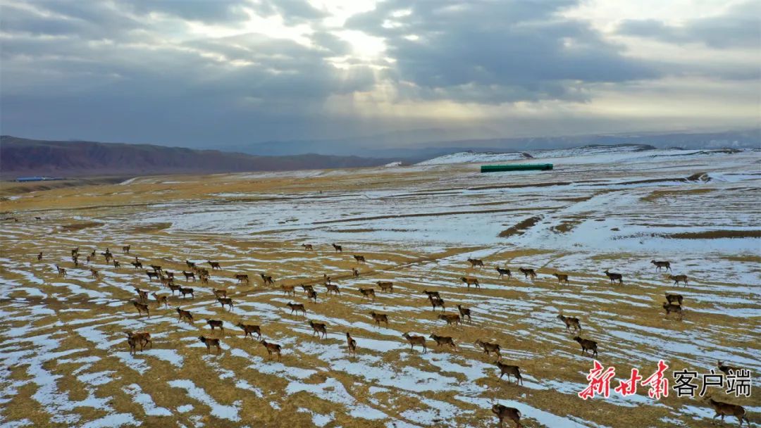 外眼看肃南肃南祁连山下鹿鸣呦呦