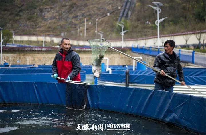 渔歌唱"晚"|六盘水冷水鱼产业跑出逆袭之路_澎湃号