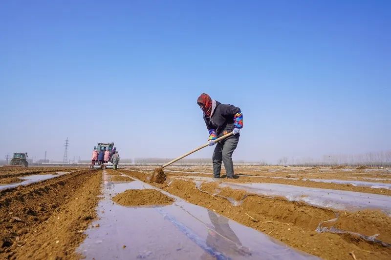 河北滦南:订单土豆播种忙