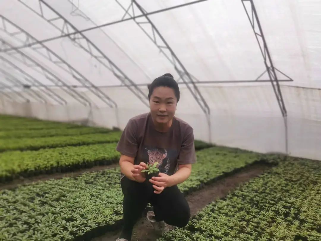 巾帼风采乡村致富走新路最美执委袁春红