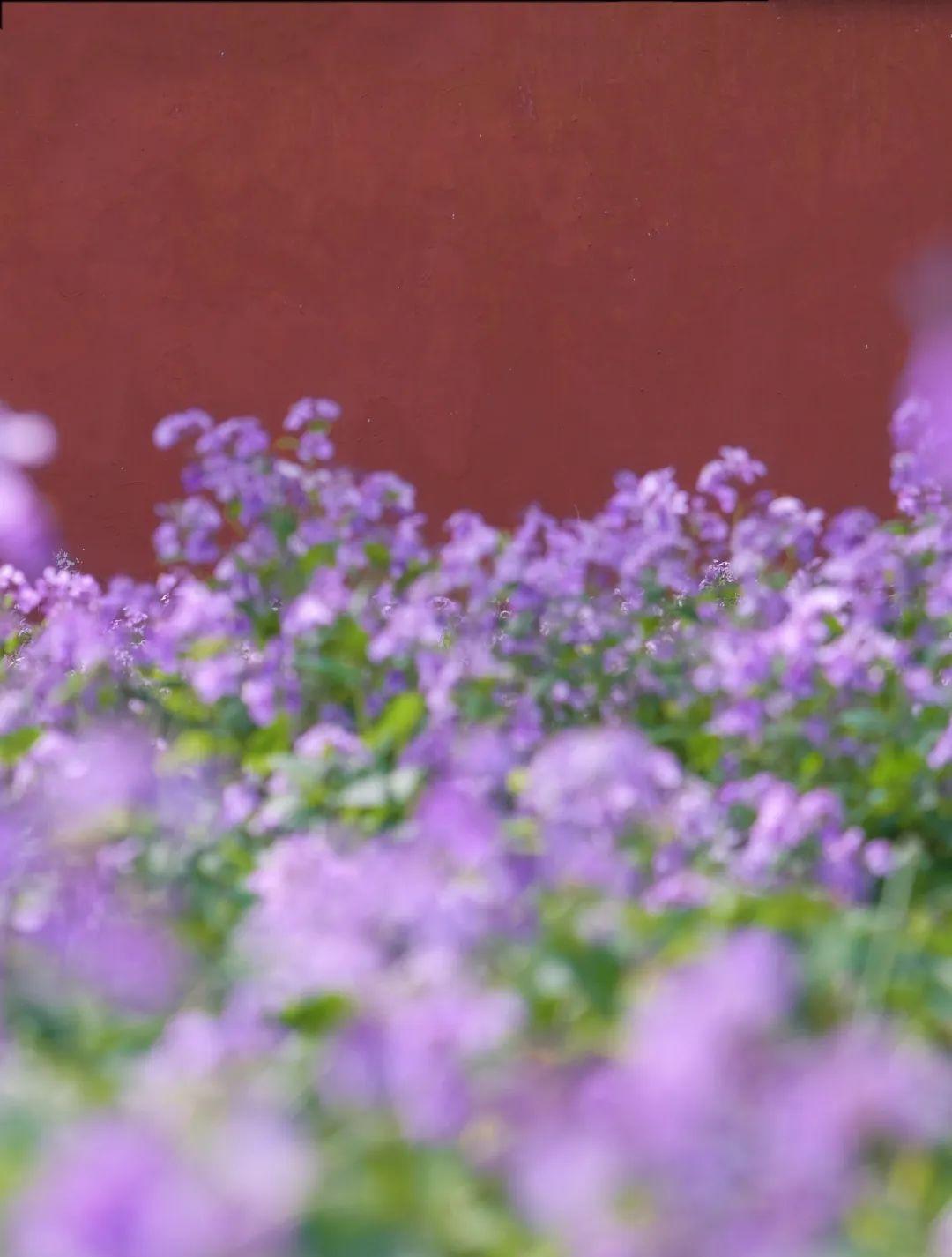 我在南京走花路#_澎湃号·政务_澎湃新闻-the paper