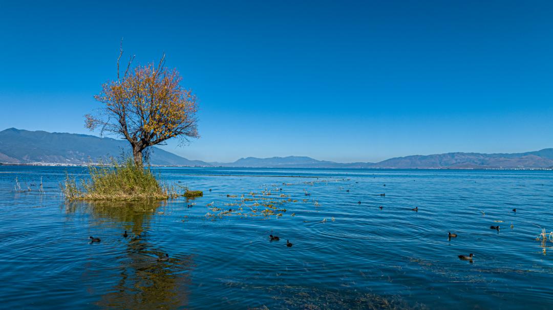 天蓝水清的洱海.