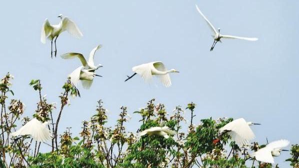 湖南郴州嘉禾县：生态好，鹭鸟飞