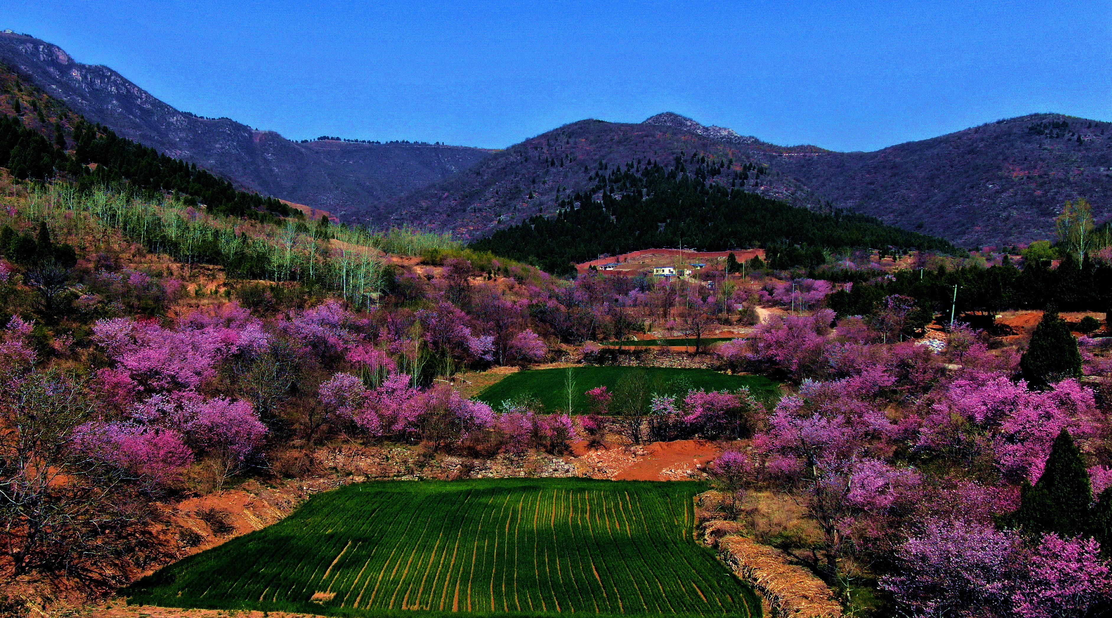 春天的鹤城繁花似锦 30处踏青赏花点等你来