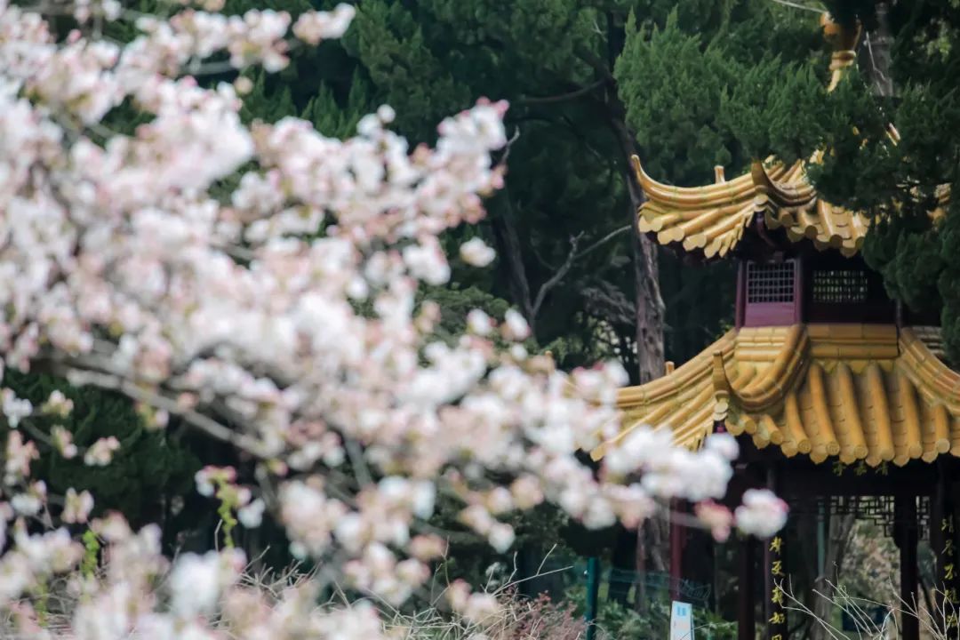 嘉定紫藤园春樱烂漫,紫藤花季何时到来?