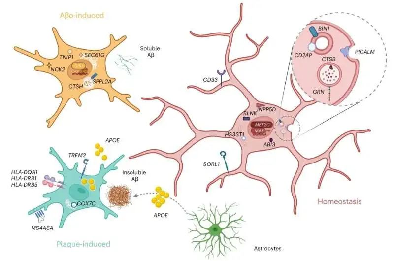 了解小胶质细胞在阿尔茨海默病中的作用_澎湃号·湃客_澎湃新闻-the