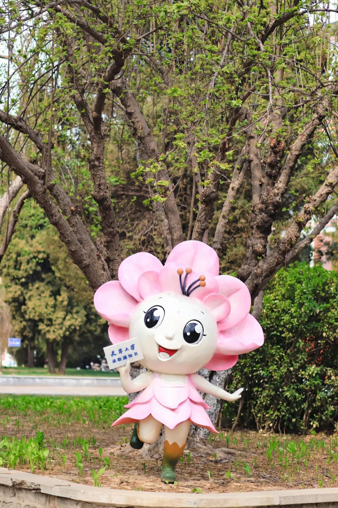 每日一问:天大海棠开了吗?