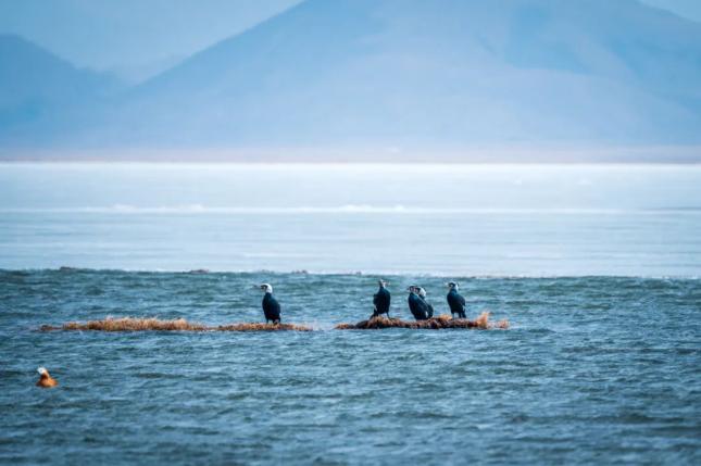 尕海湖暖鸟先知,众多的黑鹳,白琵鹭,黑颈鹤等珍稀鸟禽或嬉戏鸣叫或