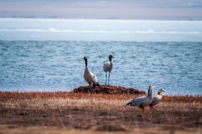 近年来,碌曲县不断加大对尕海湿地的投入与保护力度后,尕海湖生态逐年