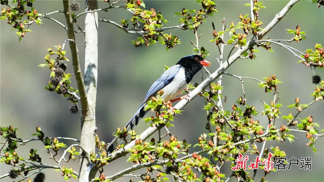 萌萌哒大熊猫公园这些鸟儿来报春
