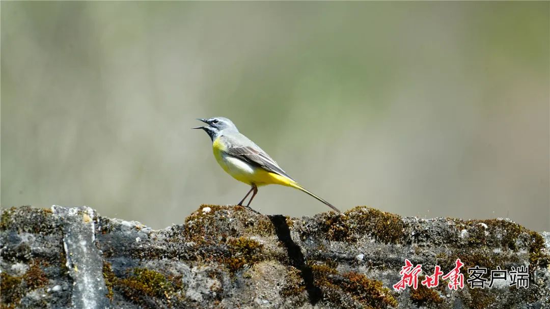 领雀嘴鹎.红嘴相思鸟.白颊噪鹛.灰头灰雀.棕胸岩鹨.