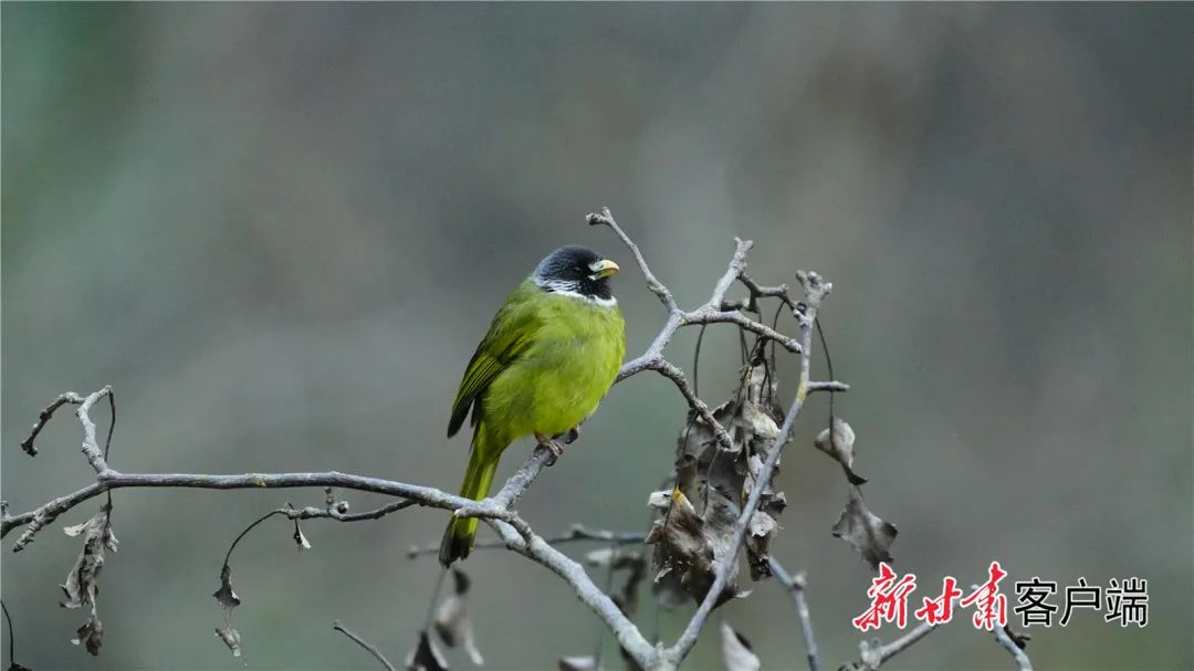 领雀嘴鹎.红嘴相思鸟.白颊噪鹛.灰头灰雀.棕胸岩鹨.