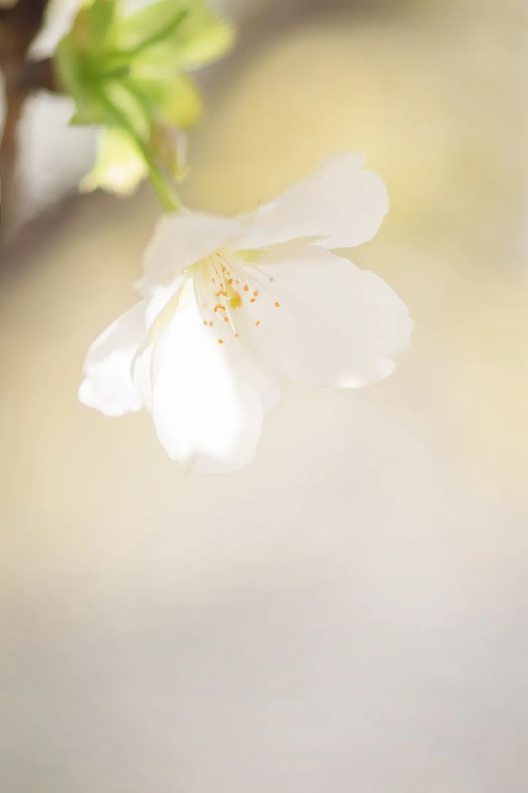 樱花的介绍花瓣图片