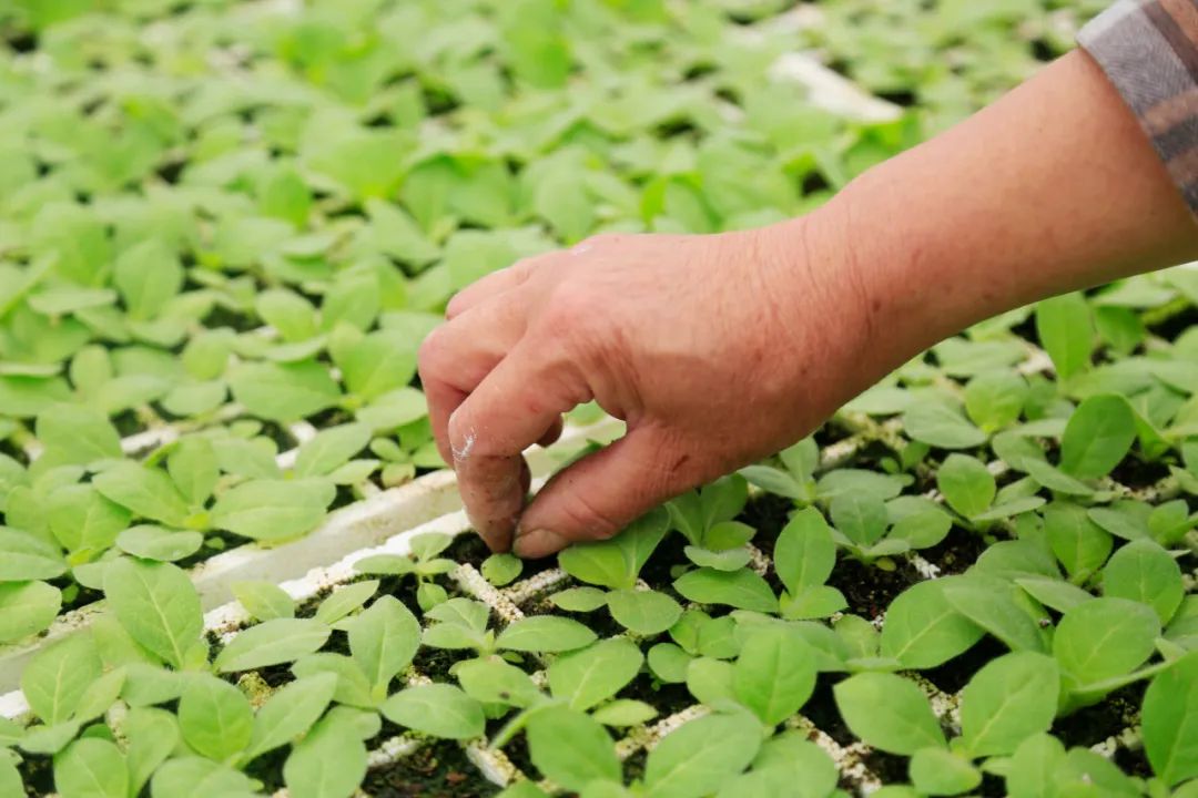 【建功十四五 奋进新征程】平坝区白云镇:春耕生产正