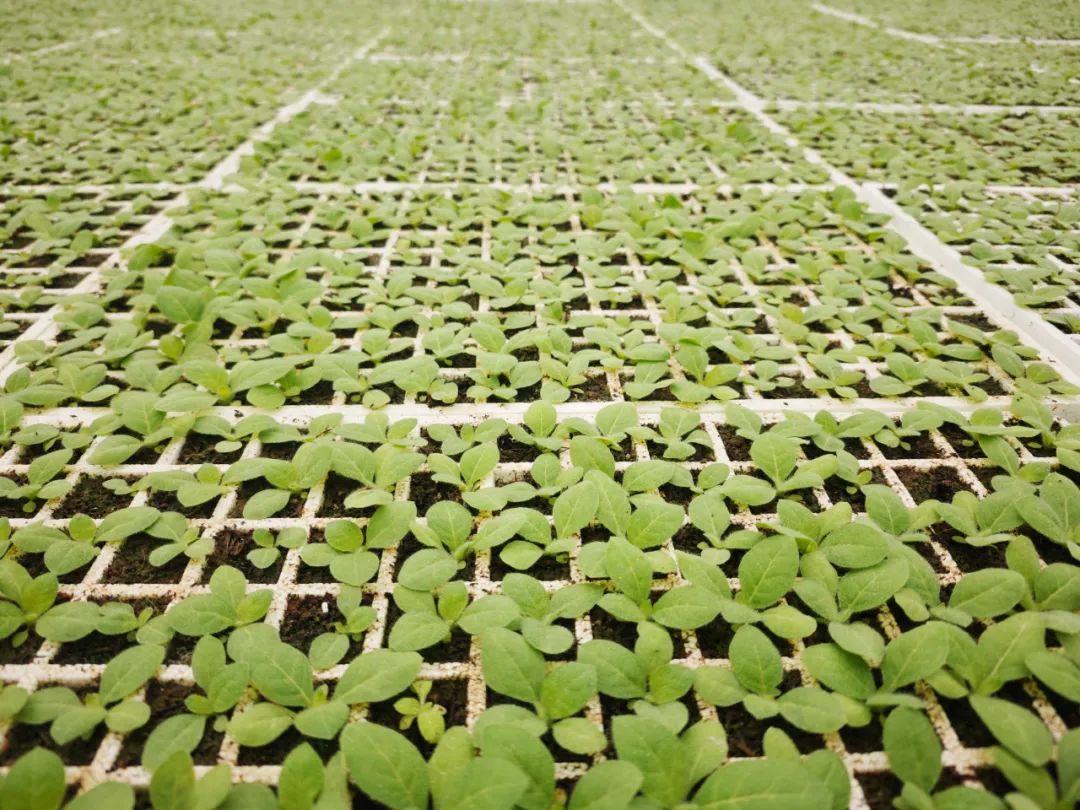 【建功十四五 奋进新征程】平坝区白云镇:春耕生产正