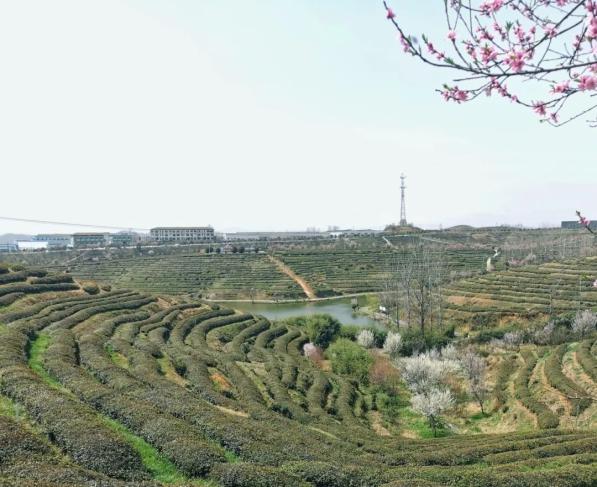 云峰山万亩茶园:桃花就茶赴春约_澎湃号·政务_澎湃新闻-the paper