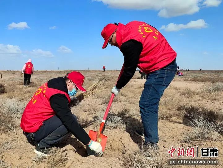 中新武威观:干部职工沙漠义务植树 让沙海"展翠装"_澎湃号·政务_澎湃