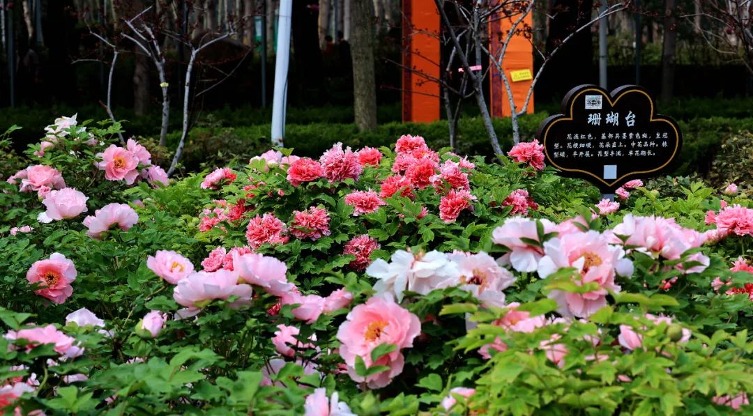 洛阳红,二乔,蓝月亮……隋唐城遗址植物园成片牡丹绽放!