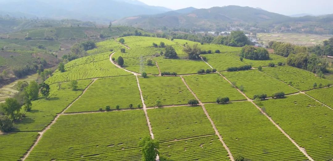 祝贺!景谷荣获"中国大叶白茶县"称号