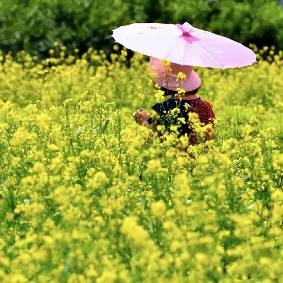 吉吉邀你“上春山”来看花҈花҈花҈花丨油菜花=有财花_澎湃号·政务_澎湃新闻-The Paper