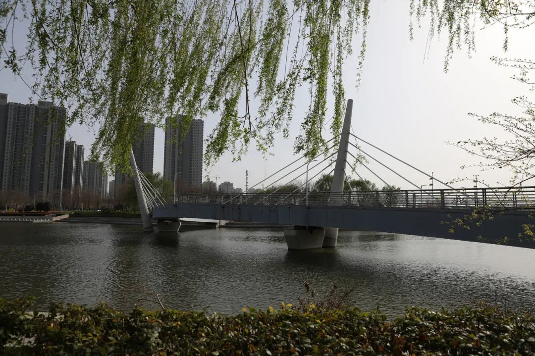 沙滩花花玻璃桥这里的春天藏不住了