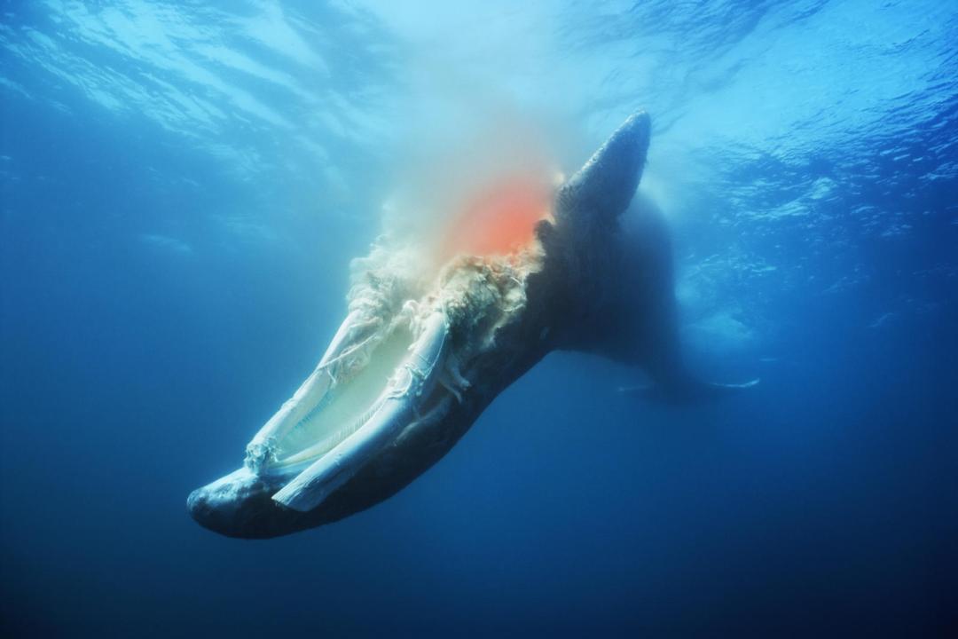 海中胖虎——虎鲸