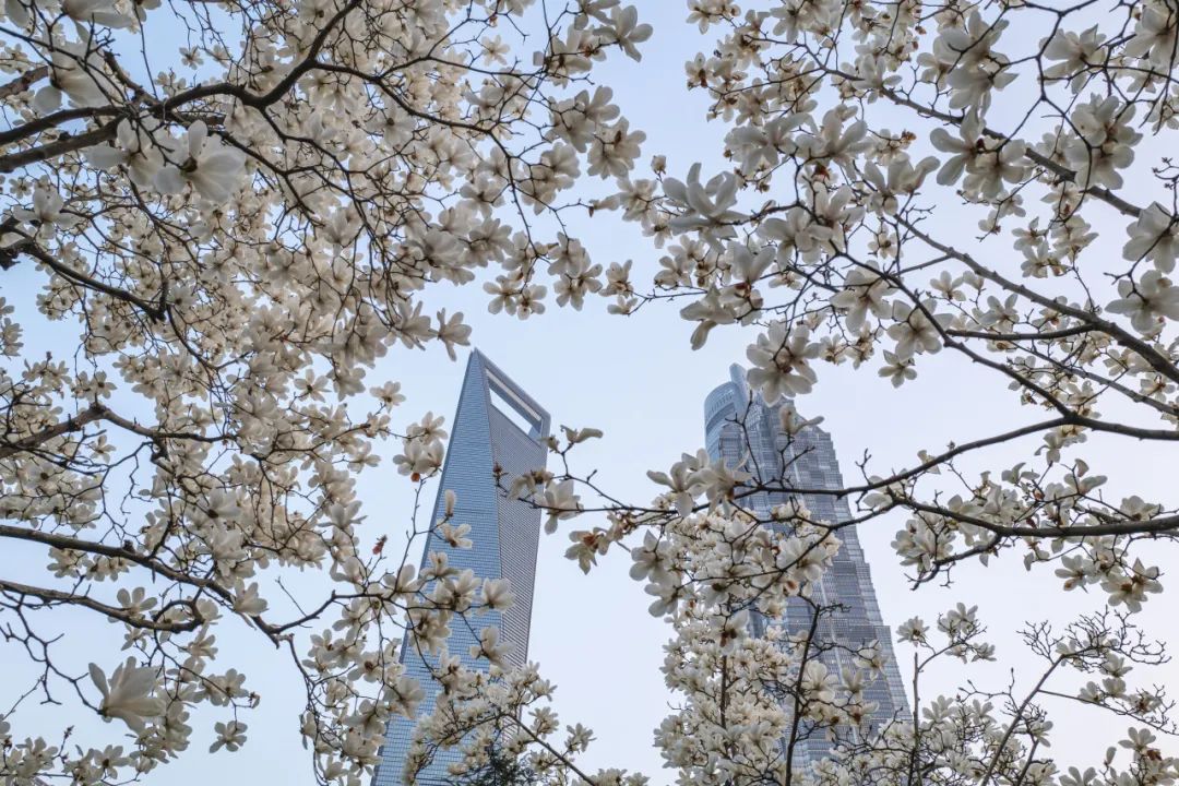 满城繁花,上海为何钟爱白玉兰?