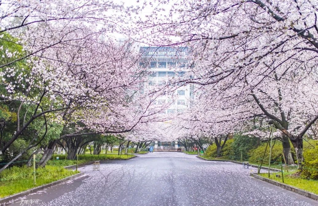 大学校园春景图片