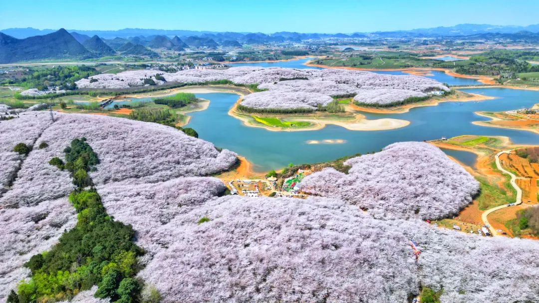 多彩贵州·花漾中国|贵阳贵安进入"最美时间",春意盎然迎客至_澎湃号