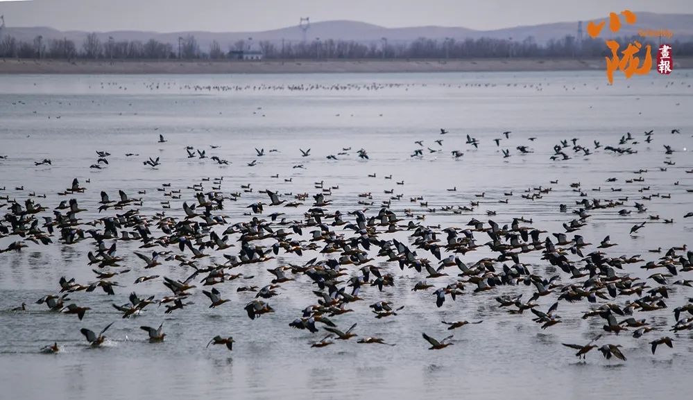 民勤:万只候鸟翔集 演绎春日美景_澎湃号·政务_澎湃