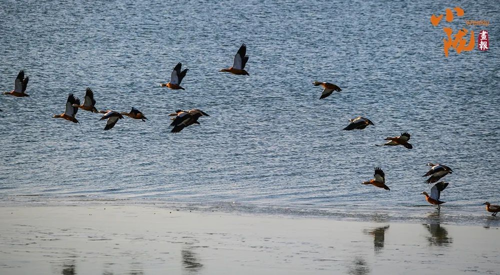 民勤:万只候鸟翔集 演绎春日美景_澎湃号·政务_澎湃