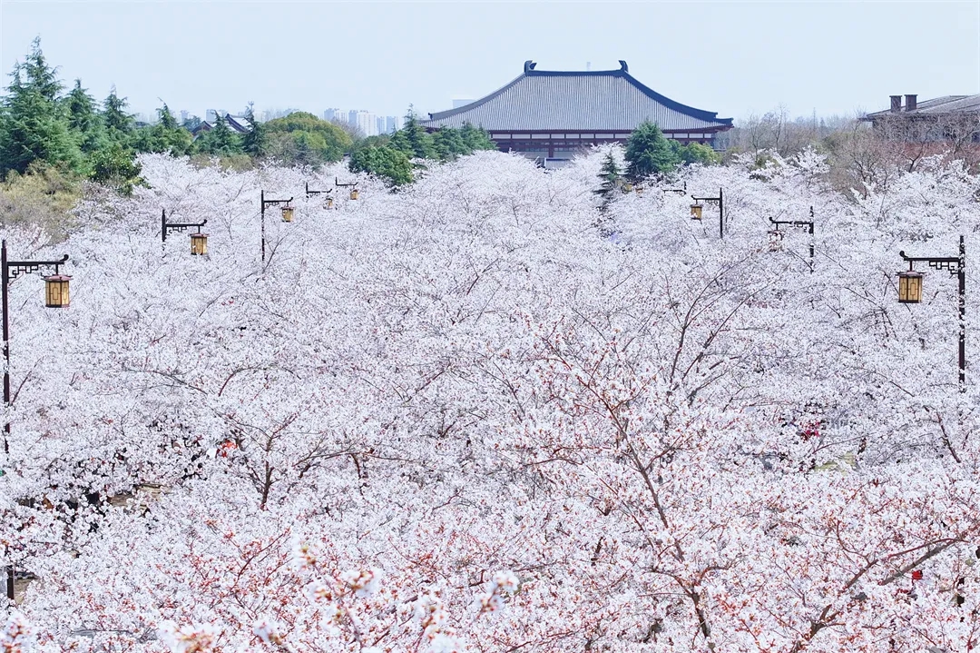 如云似霞的樱花大道,远远望去如同罩在一片粉色云海之下,热烈又绚烂